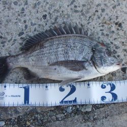 今期初チヌも、ロッド破損